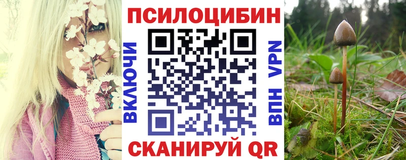 Купить где  Богданович  Псилоцибиновые грибы Cubensis 